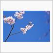 2024 今年最後の桜撮り　三神峯公園