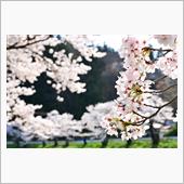 今年もこのルートで桜巡り