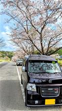 千葉いすみ市、札森さくら街道🌸行ってｷﾀ━(ﾟ∀ﾟ)━!🚗³₃