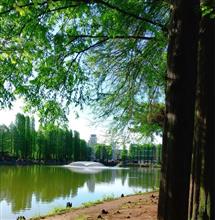 別所沼公園のツツジが満開です〰️♪