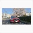 4月10日、桜と一緒に           #Volvo #S60 #ナッピーII #桜並木 #ソメイヨシノ