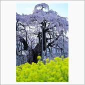 寂寥の滝桜