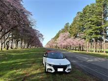 静内20間道路桜並木＆浦河優駿さくらロードで桜見物に🌸 