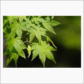 新緑が美しい季節