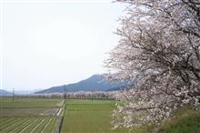 2024 桜 ~ 風景編 ~ 2024 桜 ~ 風景編 ~