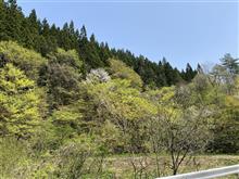 山菜取り