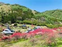 ハナモモの郷　３連休中日　（画像多し）