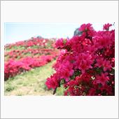 GWの花見ドライブ