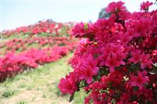 GWの花見ドライブ