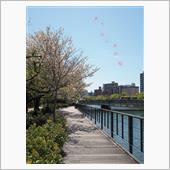散りはじめの桜.*