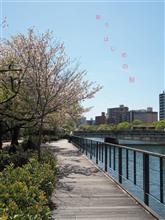 散りはじめの桜.*