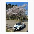 登別の桜並木🌸