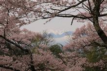ちょっと花見に行くかw