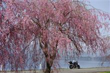 桜前線を追いかけて_Day２（角館の桜並木と田沢湖の枝垂桜）