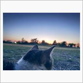 夕暮れの散歩