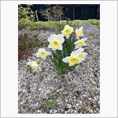 今日はお休みだ、嬉しいな。