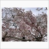 今年唯一の桜ハンティングドラ ...