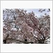 今年唯一の桜ハンティングドライブ