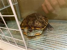 カメのハート君新しい陸地を作成╰(*&#180;︶`*)╯