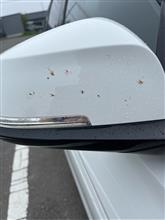 虫爆弾の季節になりました
