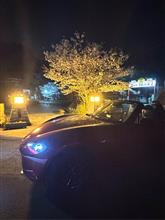 ロードスターで夜桜🌸 2024.4.6 ロードスターで夜桜🌸 2024.4.6