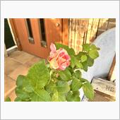 バラの開花が始まりました😊 ...