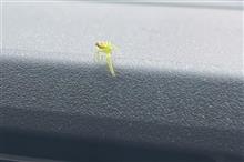 蜘蛛とペルソナ