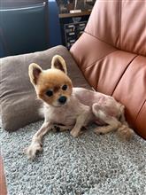 ひめちゃん、元気です⁉️