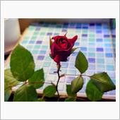 🌹薔薇🌹