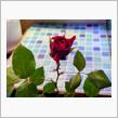 🌹薔薇🌹