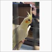 実家にオカメインコをお迎えし ...