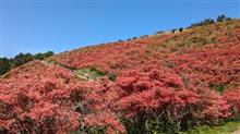 大和葛城山のツツジ巡り