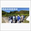 西条柿栽培講習（摘蕾編）