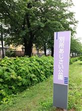 雨の さいたま市 紫陽花咲き始めた〰️♪