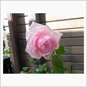 バラが咲いた　③