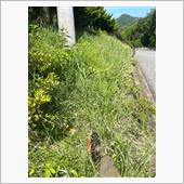 本日の草刈りは　法面。
