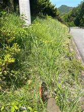 本日の草刈りは　法面。