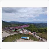 茶臼山高原 芝桜まつりからの ...