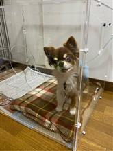 チェルくんが退院して来ました❣️