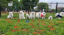 紬  お母さんと 感動⁉️の再会（木場公園）