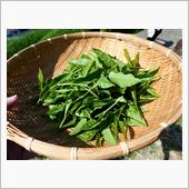お茶の本場静岡へお茶摘みに💦