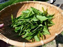 お茶の本場静岡へお茶摘みに💦