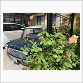 こちらも開花。
