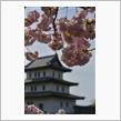 2024GW 桜旅　その5　松前昼の桜編
