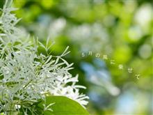 5月の風に乗せて.*+