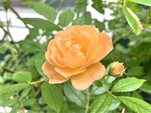 癒やしのバラたち