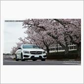 桜とマイカー撮った