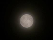 今宵はフラワームーン🌕