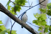 戸隠の野鳥達