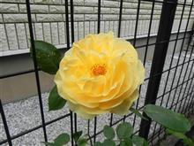 バラが咲いた　④